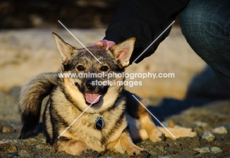 happy looking Swedish Vallhund