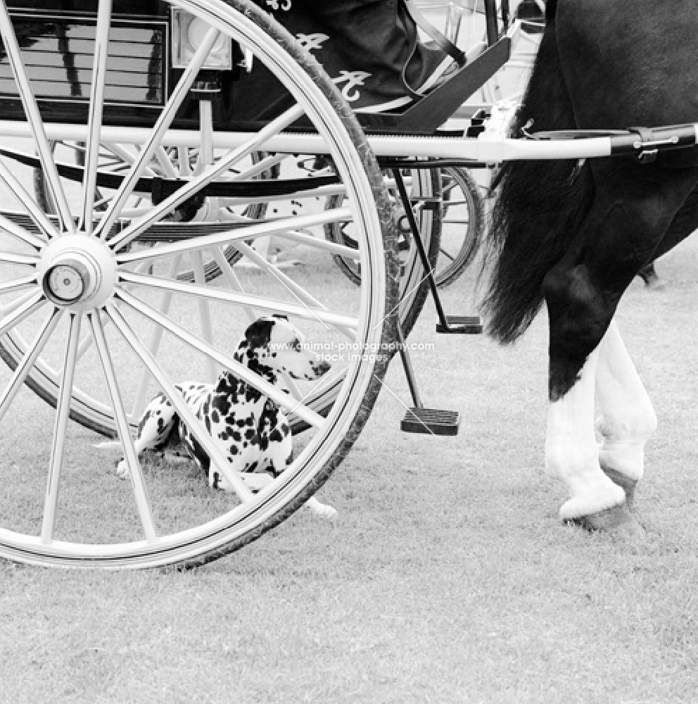 dalmatian with carriage and horse's hind legs