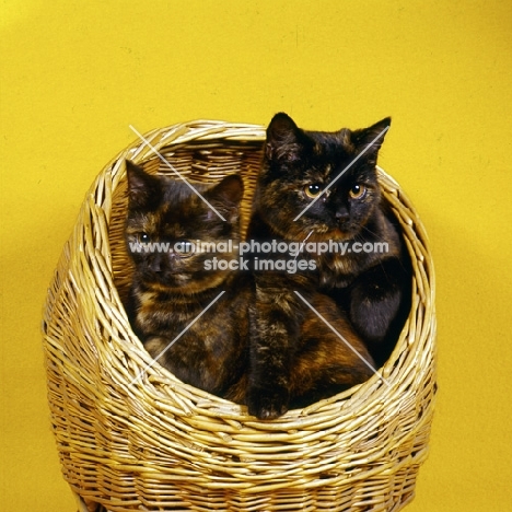 two tortoiseshell cats in a basket
