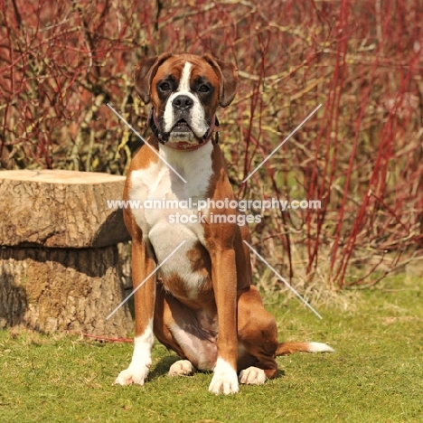 Boxer dog standing next to tree stump in countryside