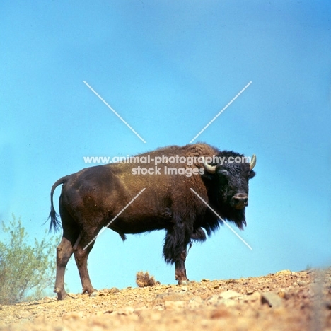 Bison standing on a hill