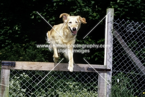 golden retriever jumping a gate