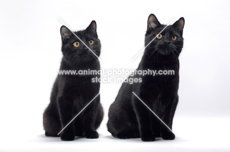 two black Manx cats