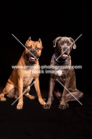 two Cane Corso dogs