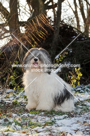 Polish Lowland Sheepdog (aka Nizinny)