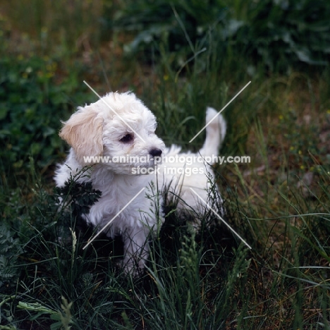 bichon bolognese puppy in vegetation