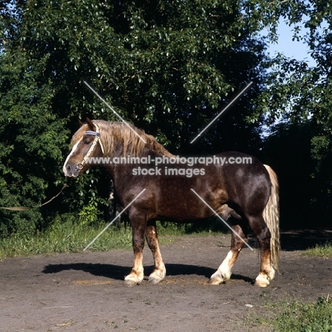 hintaras, lithuanian heavy draught horse stallion in russia,