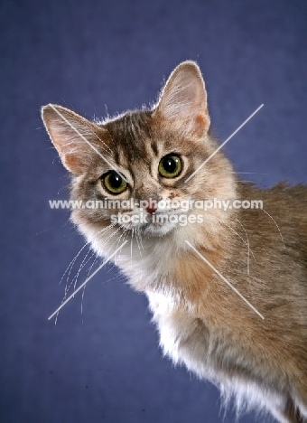 Somali cat portrait