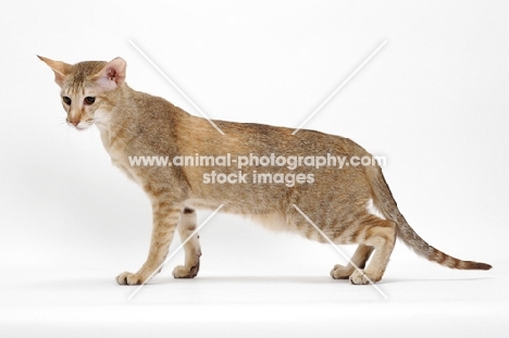 Chocolate Ticked Torbie Oriental Shorthair