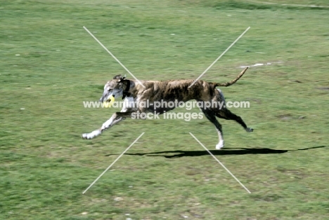 ex-racing greyhound retrieving toy