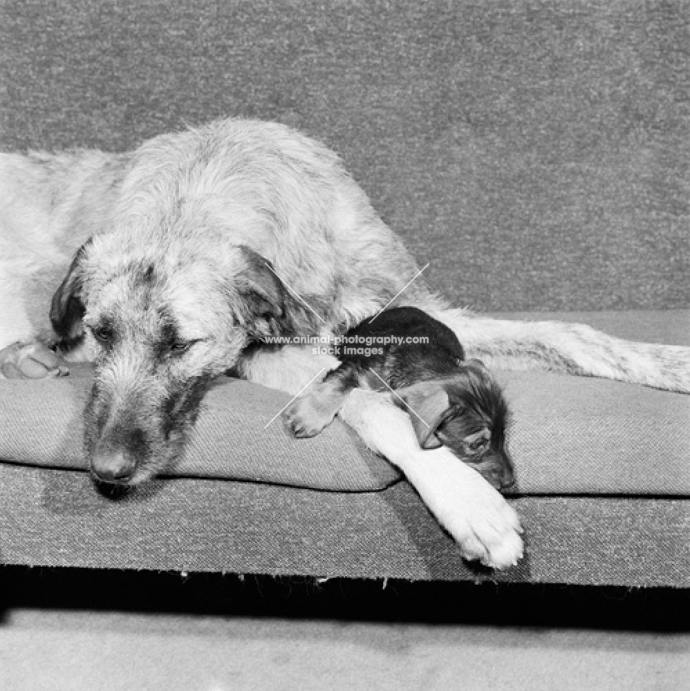 irish wolfhound and miniature wire haired dachshund puppy both tired and resting