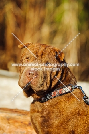 brown Shar Pei