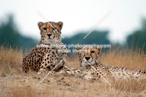 two Cheetahs
