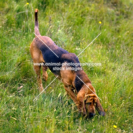 ch barsheen magnus, bloodhound scenting, tracking