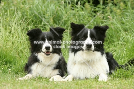 two black and white Border Collies