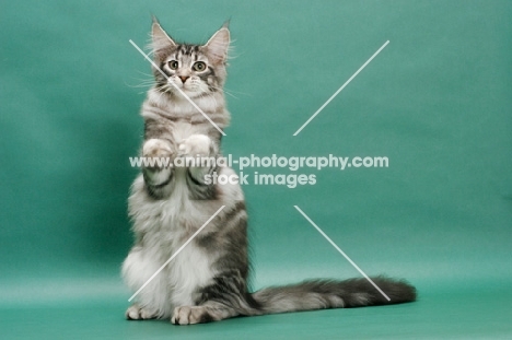Maine Coon, Silver Classic Tabby colour, green background