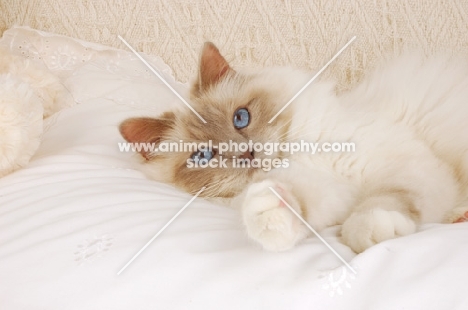 birman cat lying on a duvet