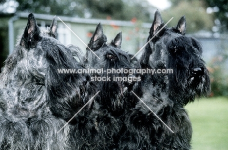 three scottish terriers together, head studies from gaywyn and mayson kennels
