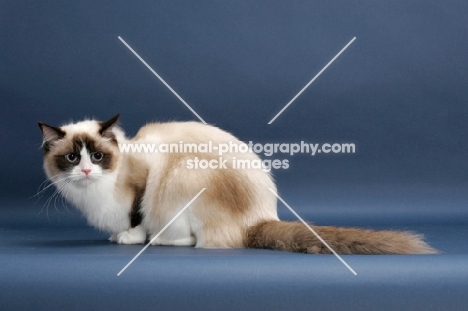 Seal Point Bi-Color Ragdoll
