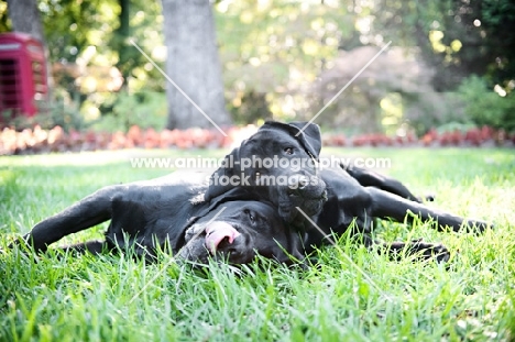 two black english labradors lying in grass