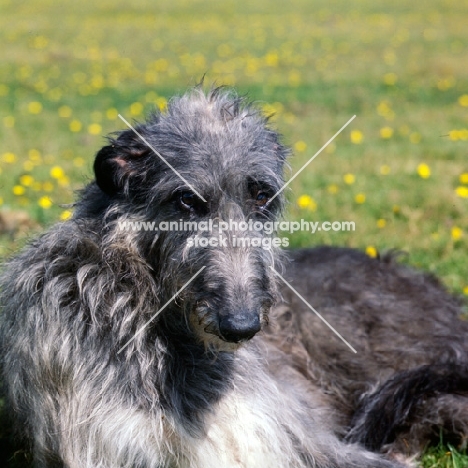 deerhound head shot