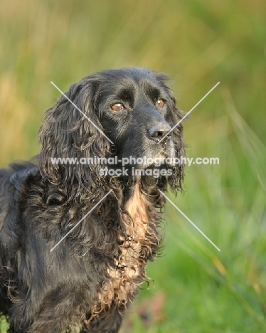 working type Cocker Spaniel