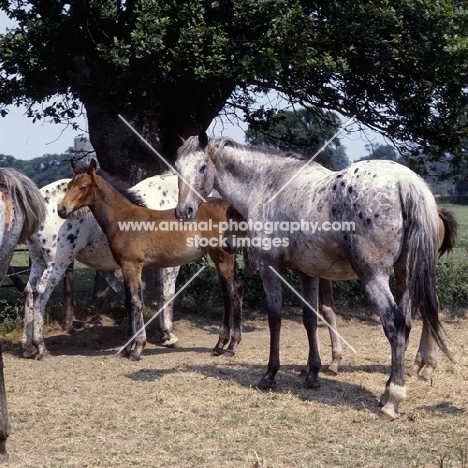 group of Appaloosa horses