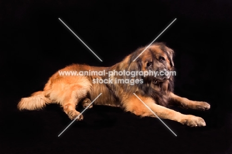 Leonberger on black background