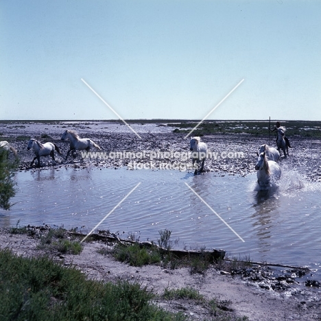 Gardien chasing group of Camargue ponies crossing water
