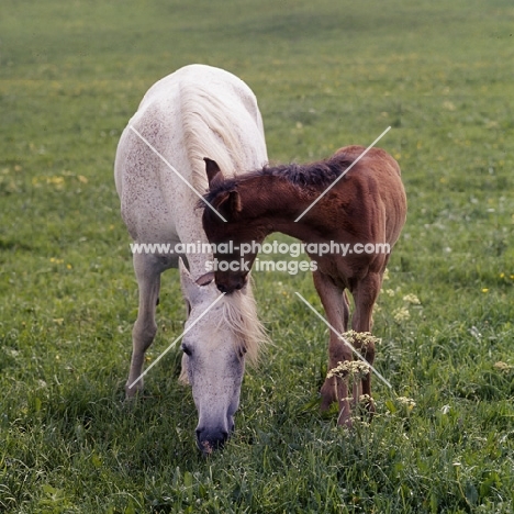 German Arab mare grazing, with foal nibbling, at marbach,