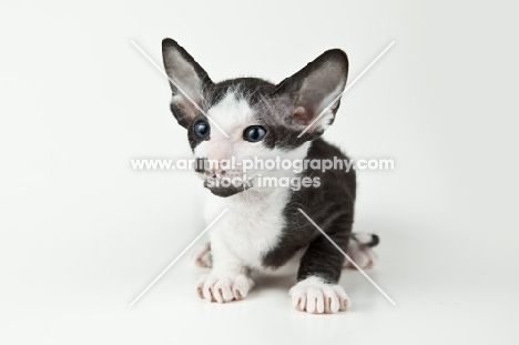 bi-colour Peterbald kitten 5 weeks old