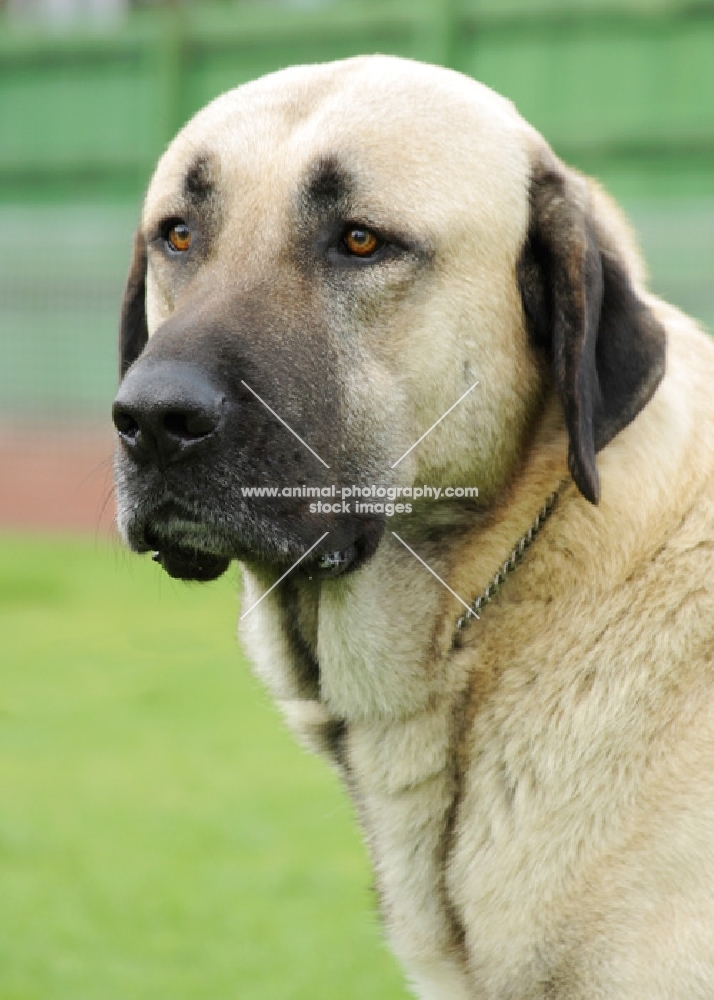 Australian Champion Fawn / Black Mask Kangal (closely related to the Anatolian Shepherd), portrait