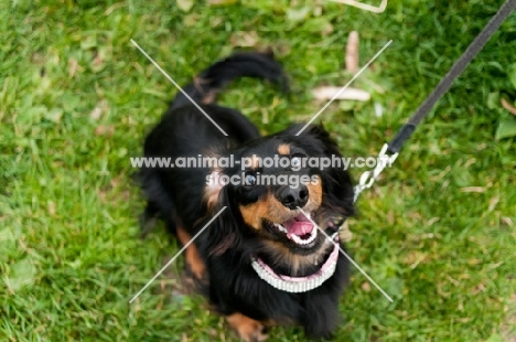 longhaired miniature Dachshund on lead