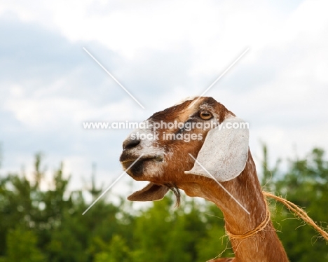 nubian goat portrait