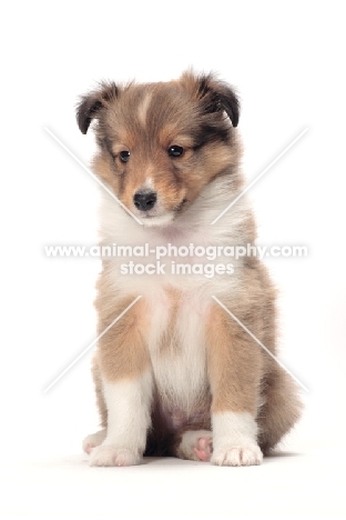 Shetland Sheepdog puppy sitting down on white background