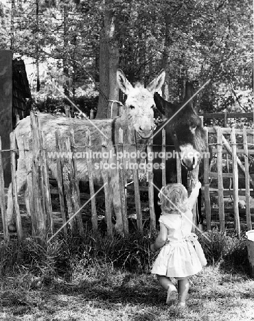 Travels with a Donkey, with a child feeding them