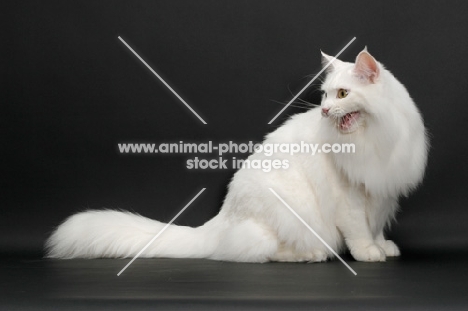 white Maine Coon on black background, hissing