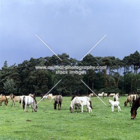 group of Dulmen ponies grazing in field