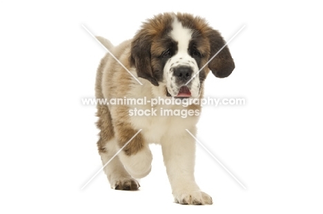 Saint Bernard puppy walking on white background