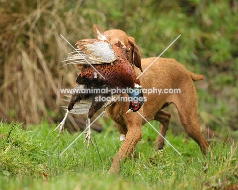 Hungarian Wirehaired Vizsla retrieving pheasant