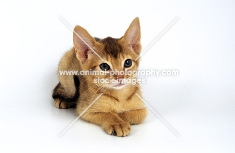 chocolate abyssinian kitten on white background
