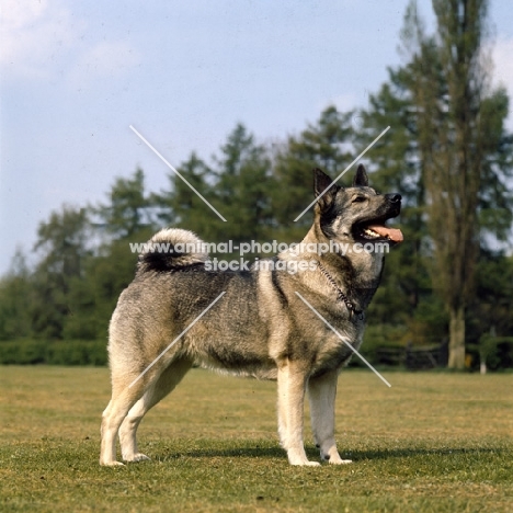 norwegian elkhound standing in a field