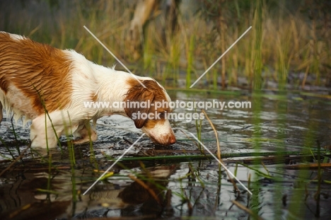 Brittany spaniel standing in water