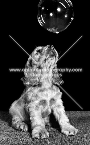 Cocker Spaniel puppy looking at bubble