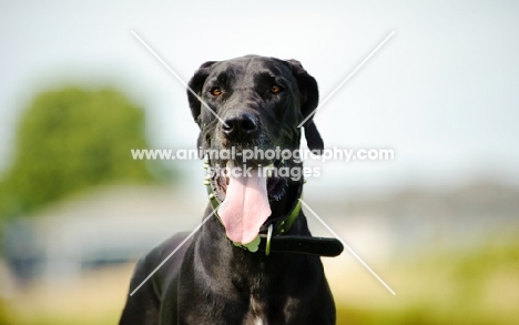 black Great Dane panting