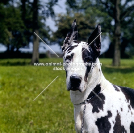 dunja vom reidstern, harlequin   great dane with cropped ears portrait