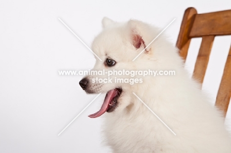 American Eskimo puppy in studio