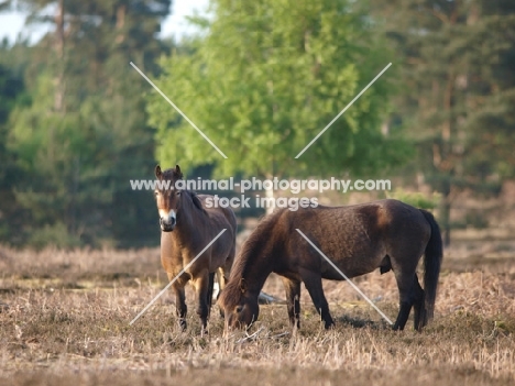 two Exmoor Ponies in field