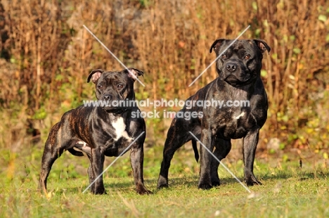 Staffordshire Bull Terrier