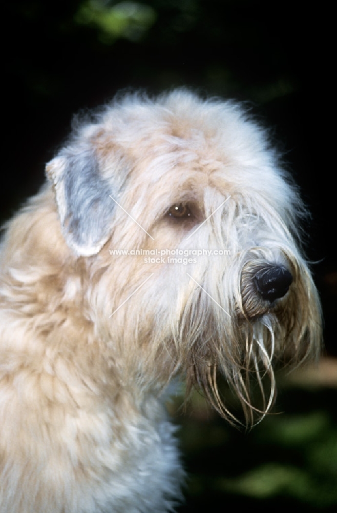soft coated wheaten terrier, head study